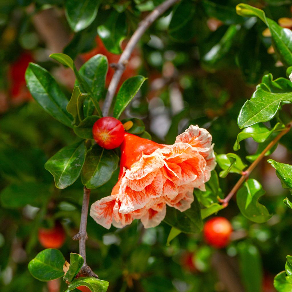 Punica granatum California Sunset - Pomegranate