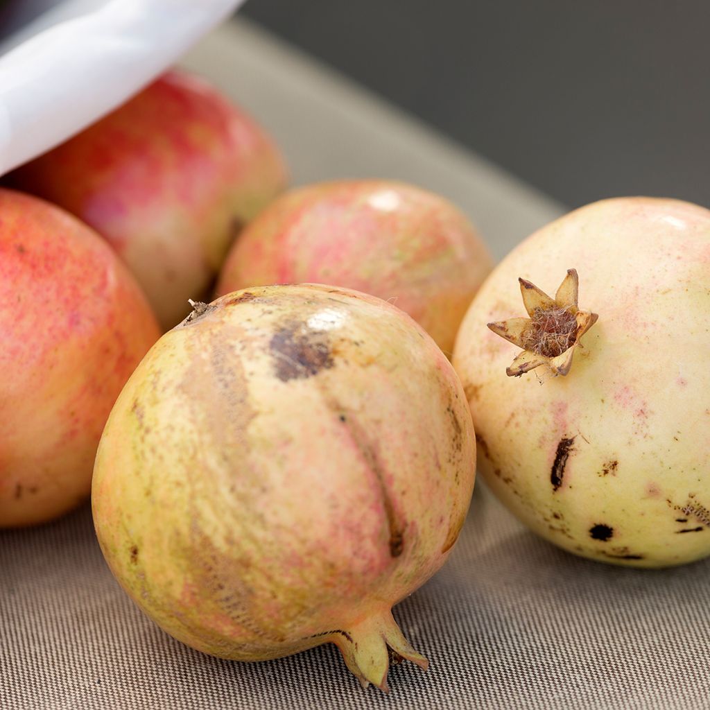 Punica granatum Mollar de Elche - Pomegranate