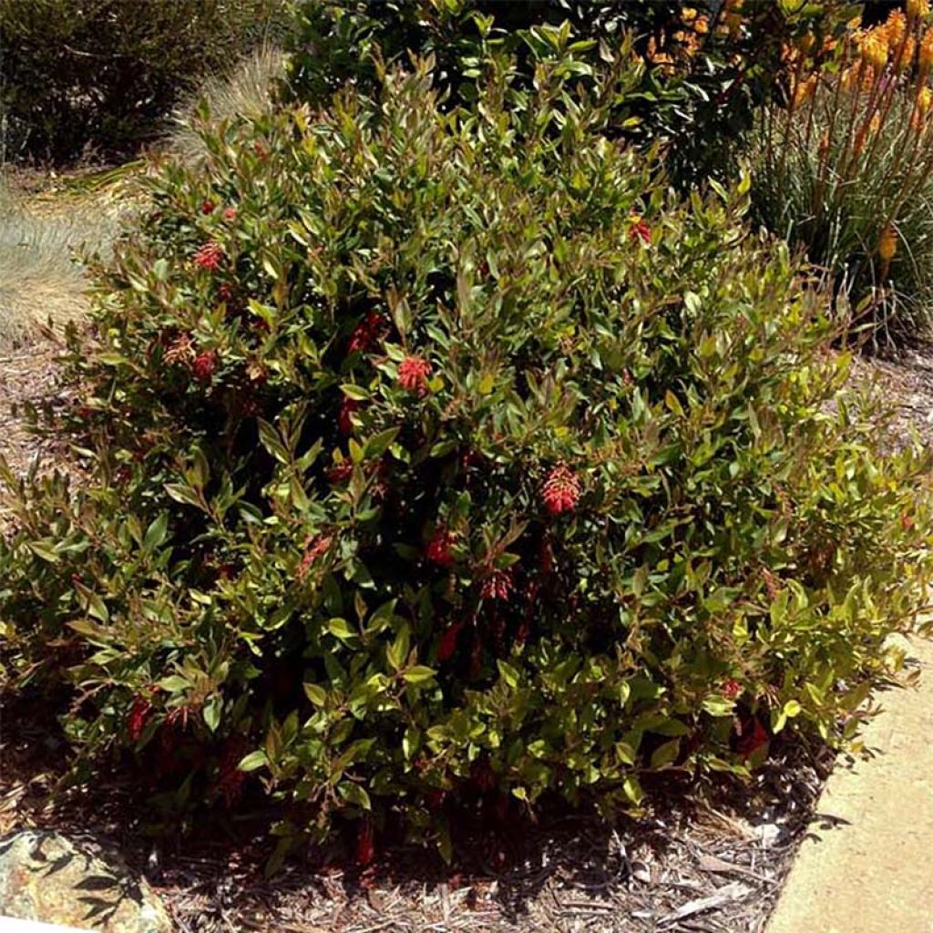 Grevillea rhyolitica
