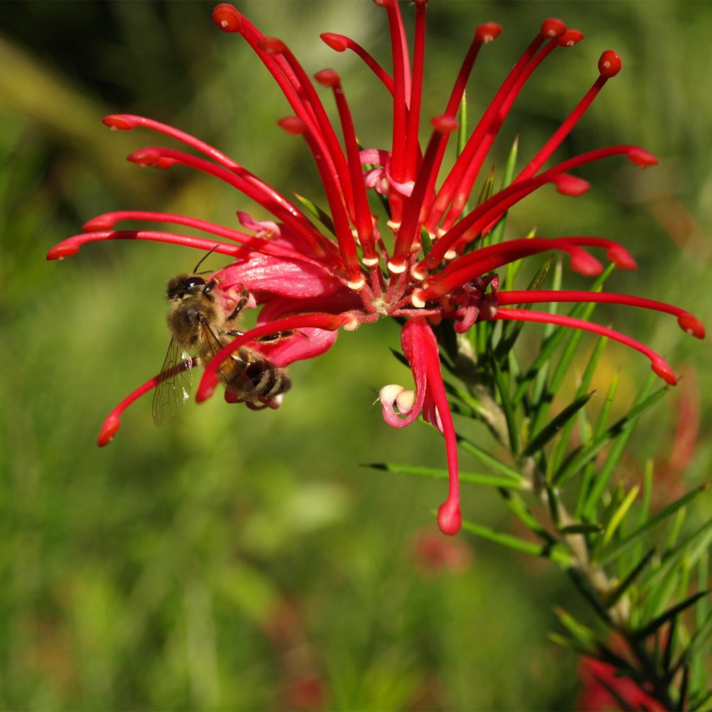Grevillea Clearview David