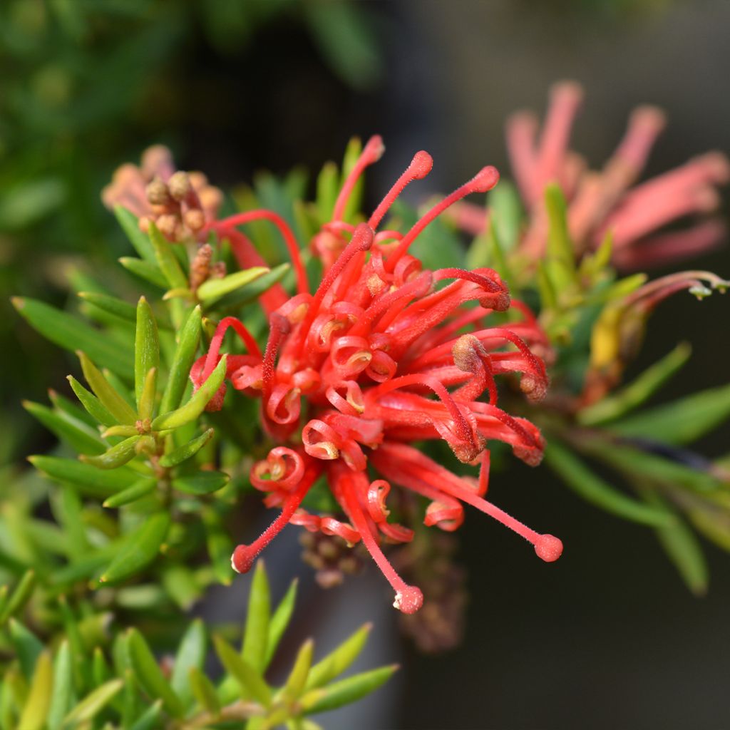 Grevillea Clearview David