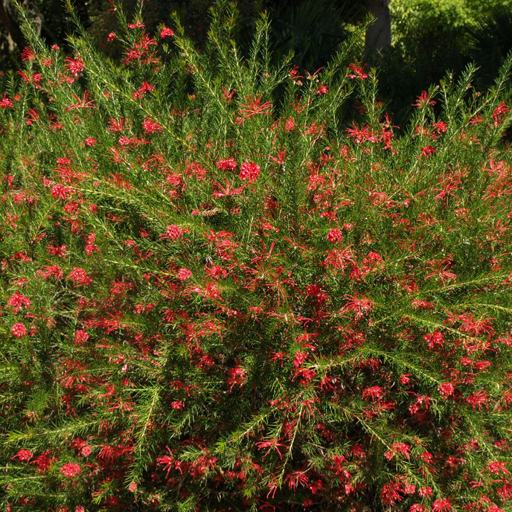 Grevillea Clearview David