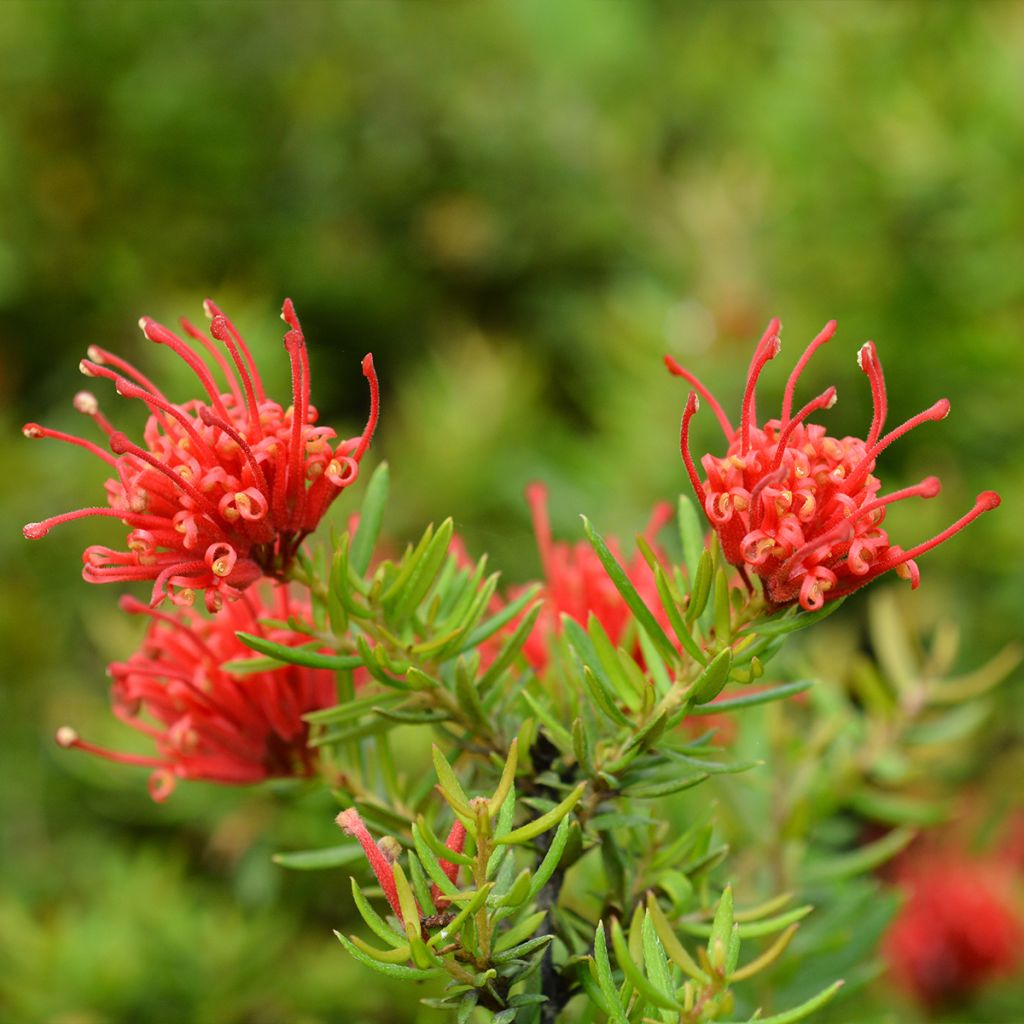 Grevillea Clearview David