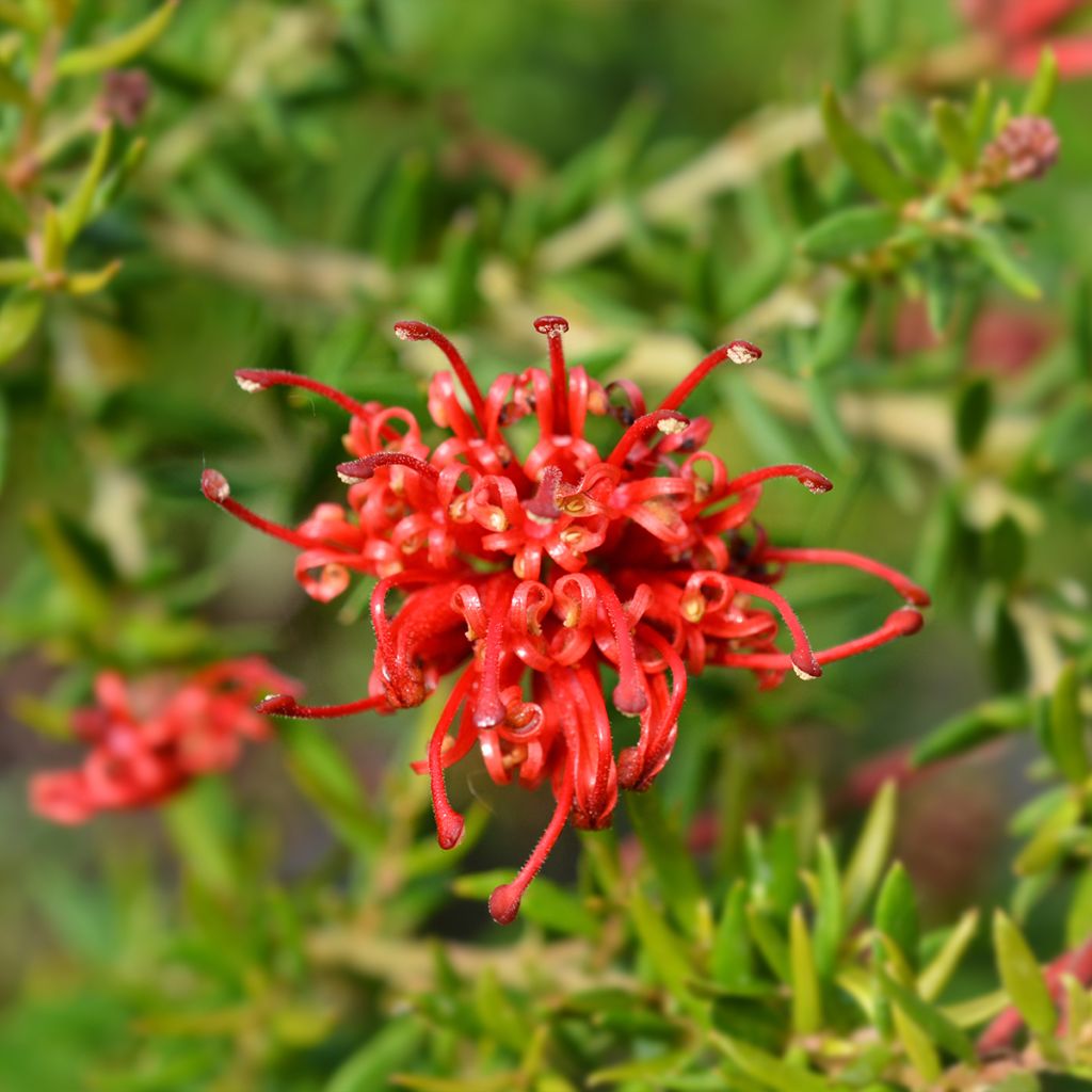 Grevillea Clearview David