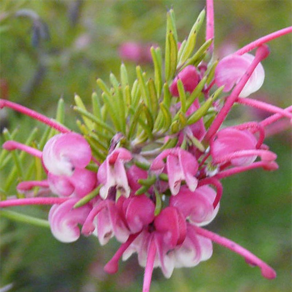 Grevillea rosmarinifolia Rosa Jenkinsii