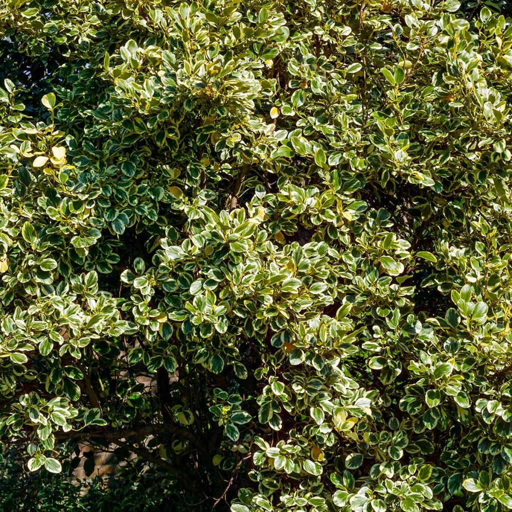 Griselinia littoralis Green Jewel
