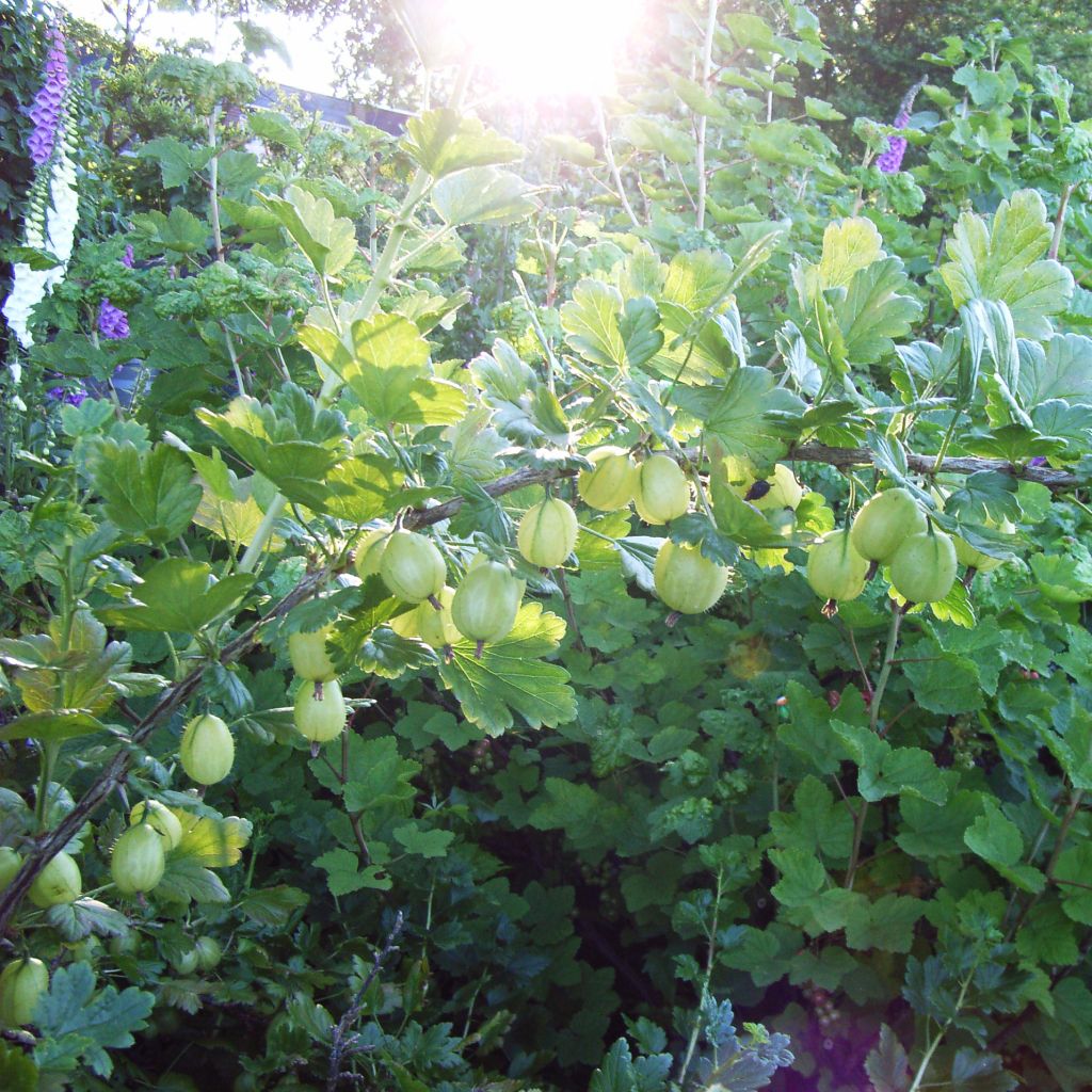 Gooseberry Golden Drop - Ribes uva-crispa