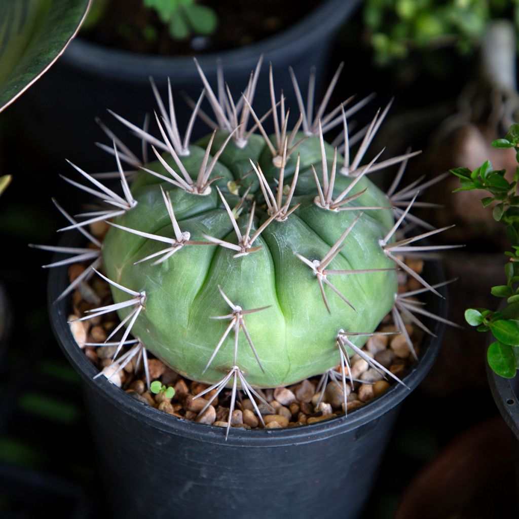 Gymnocalycium baldianum - Dwarf chin cactus
