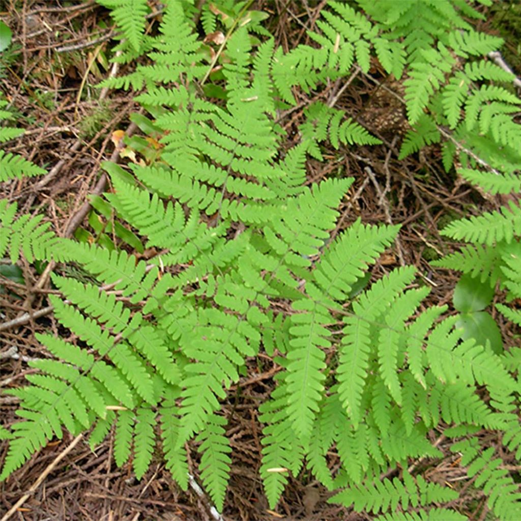 Gymnocarpium dryopteris