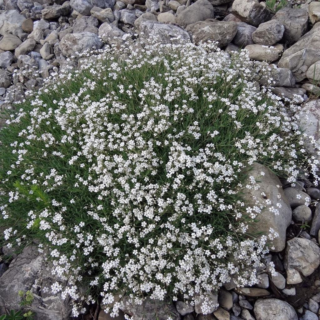 Gypsophila repens White Angel