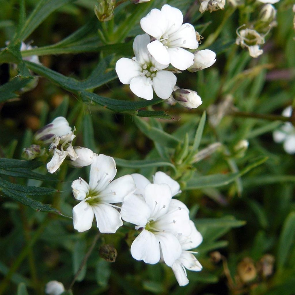 Gypsophila repens White Angel