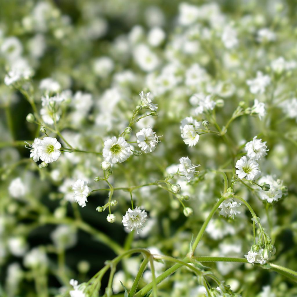 Gypsophila paniculata Snowflake