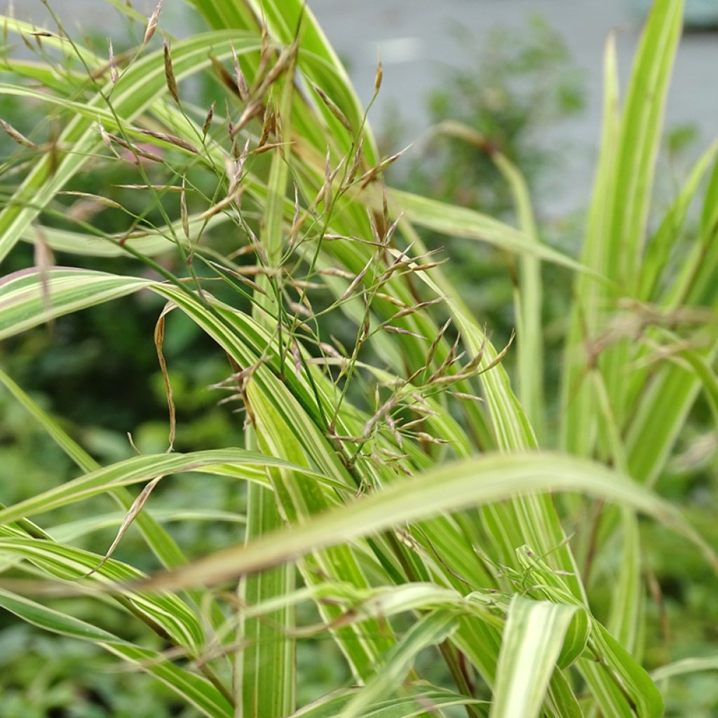 Hakonechloa macra Albostriata - Japanese Forest Grass