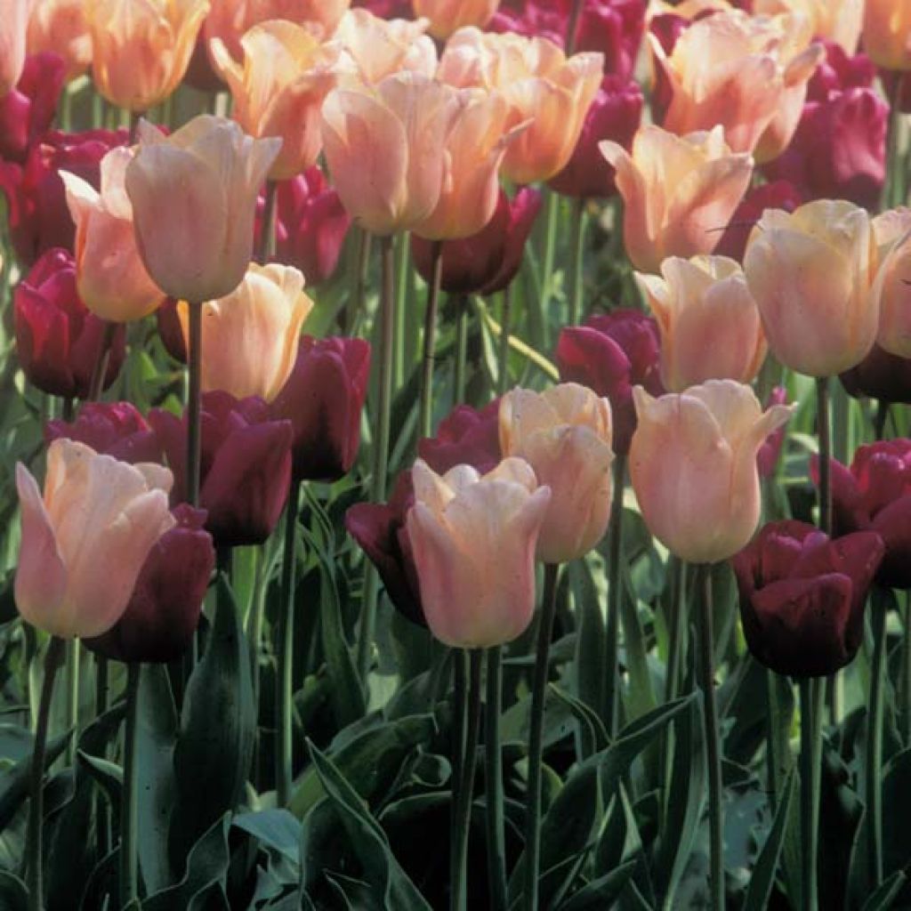 Apricot and Purple Harmony