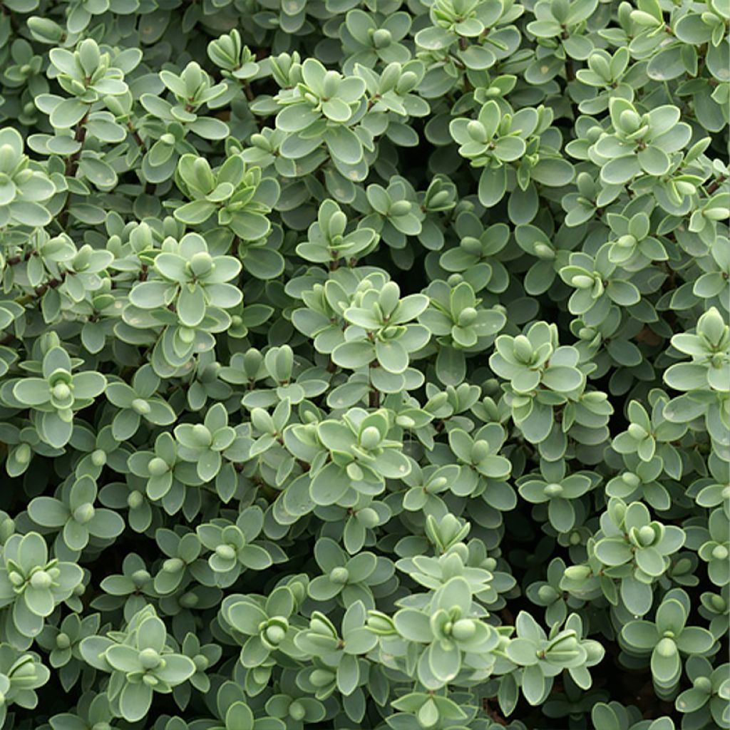 Hebe carnulosa