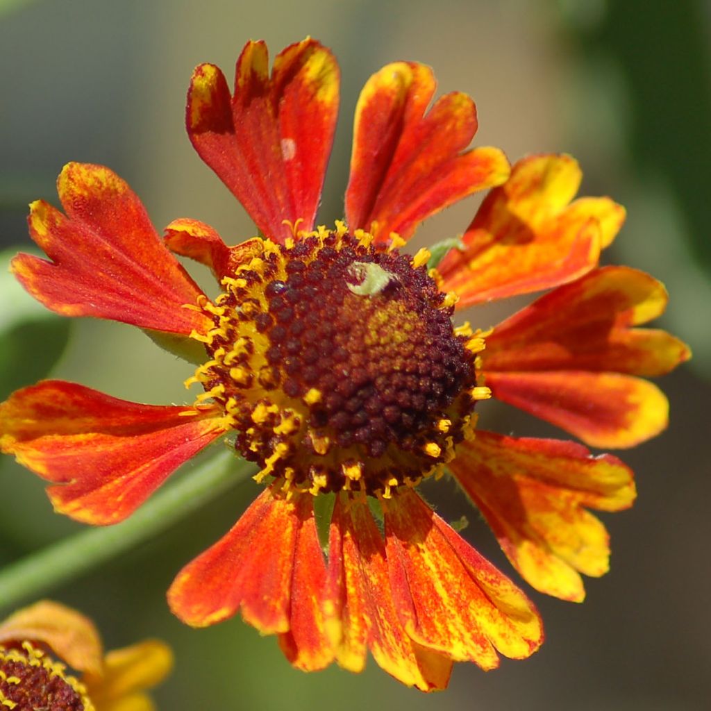 Helenium Mardi Gras