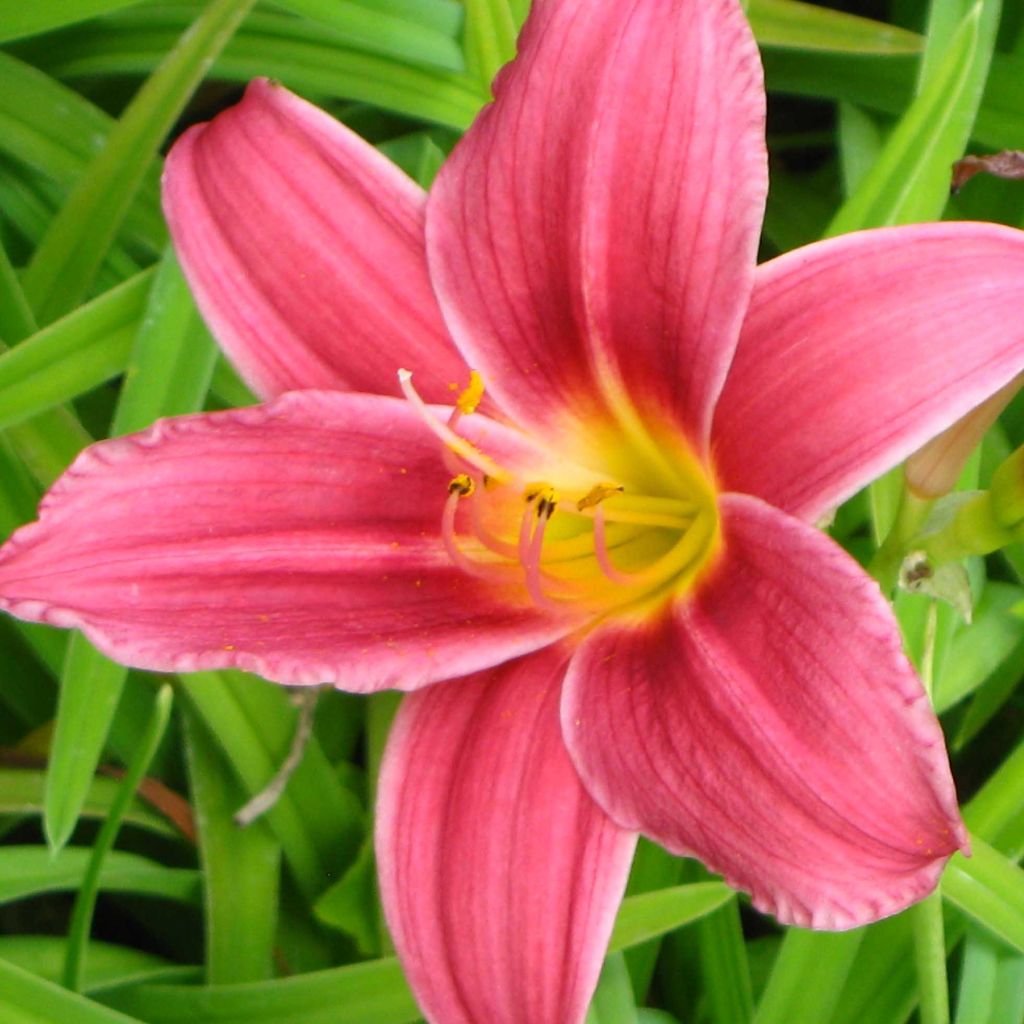Hemerocallis Baby Betsy - Daylily