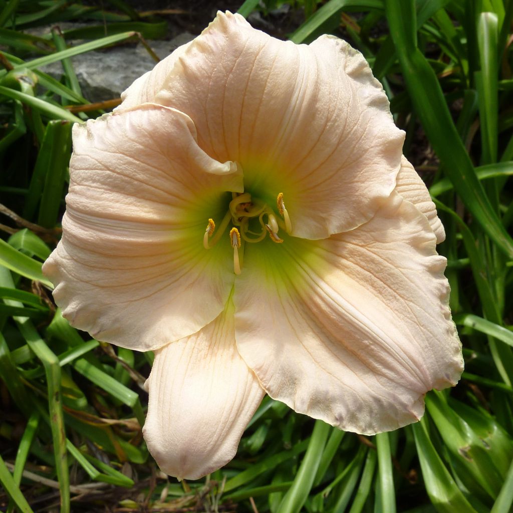 Hemerocallis Barbara Mitchell - Daylily
