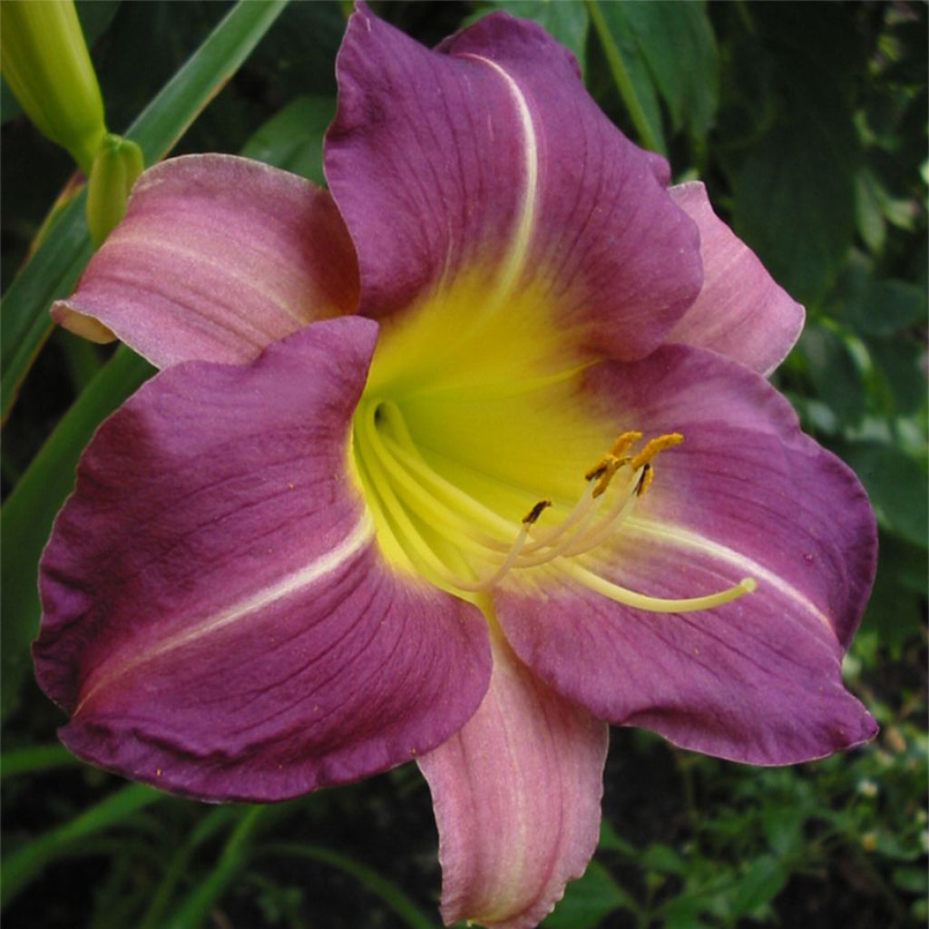 Hemerocallis Blue Sheen - Daylily