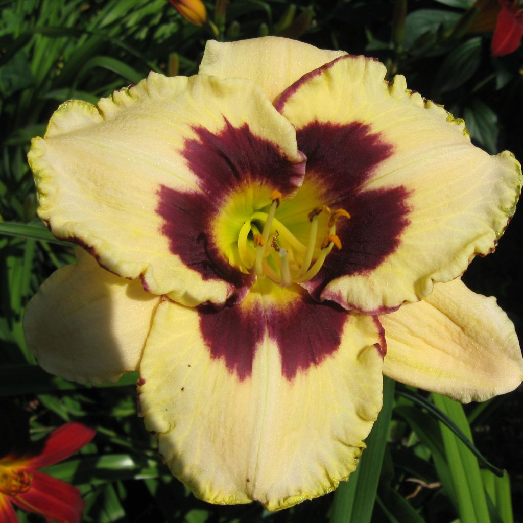 Hemerocallis Canadian Border Patrol - Daylily