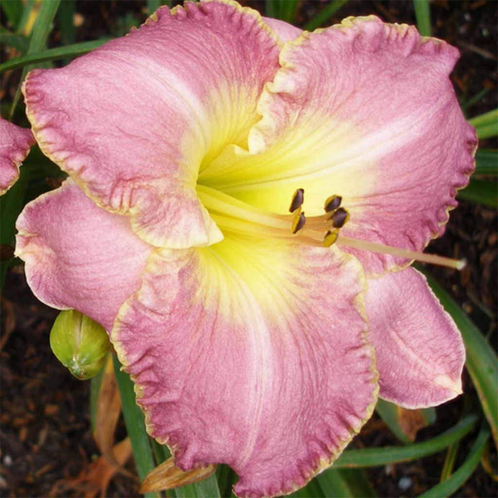Hemerocallis Clothed in Glory - Daylily