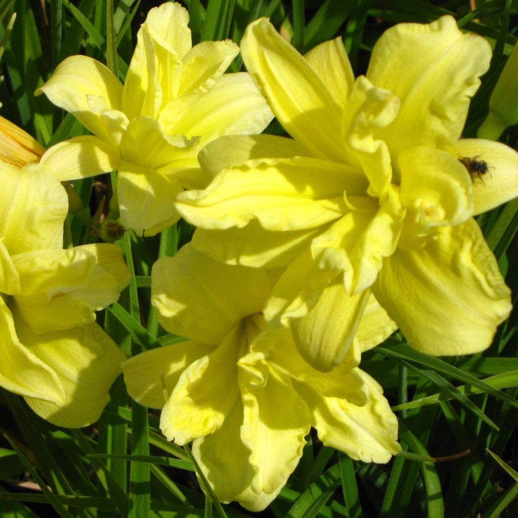 Hemerocallis Double River Wye - Daylily