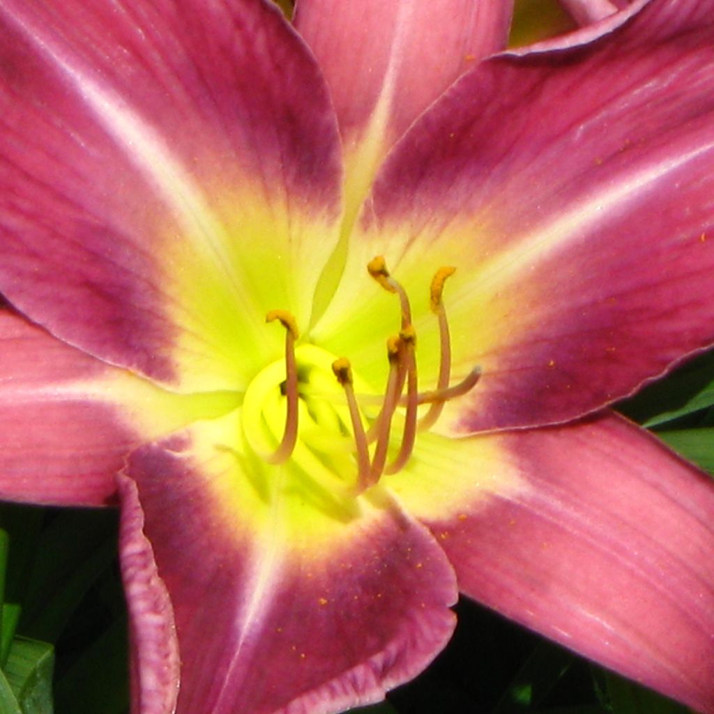 Hemerocallis Lavender Deal - Daylily