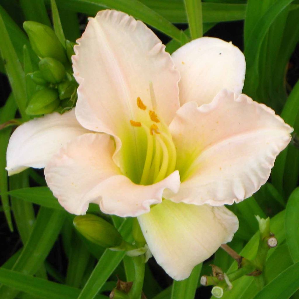 Hemerocallis Lullaby Baby - Daylily