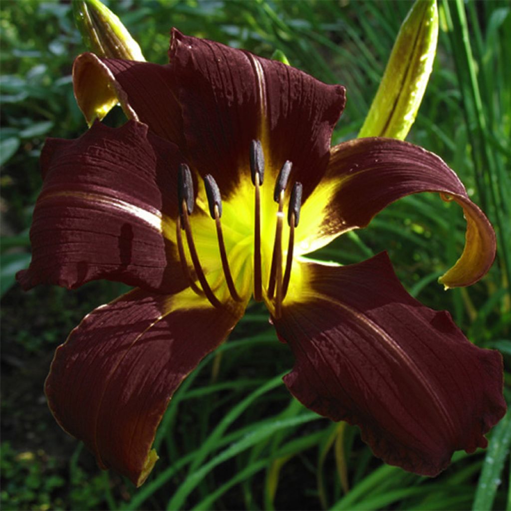 Hemerocallis Midnight Magic - Daylily