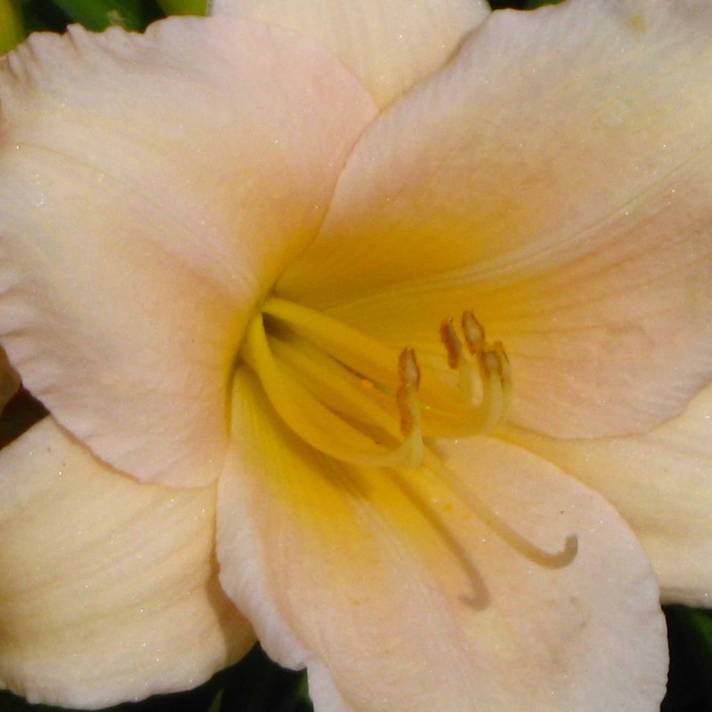 Hemerocallis Mini Pearl - Daylily