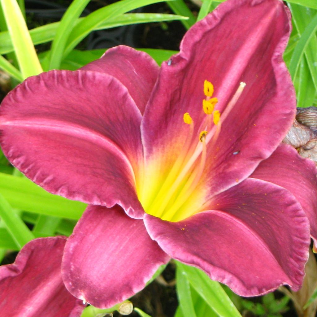 Hemerocallis Olive Bailey Langdon - Daylily
