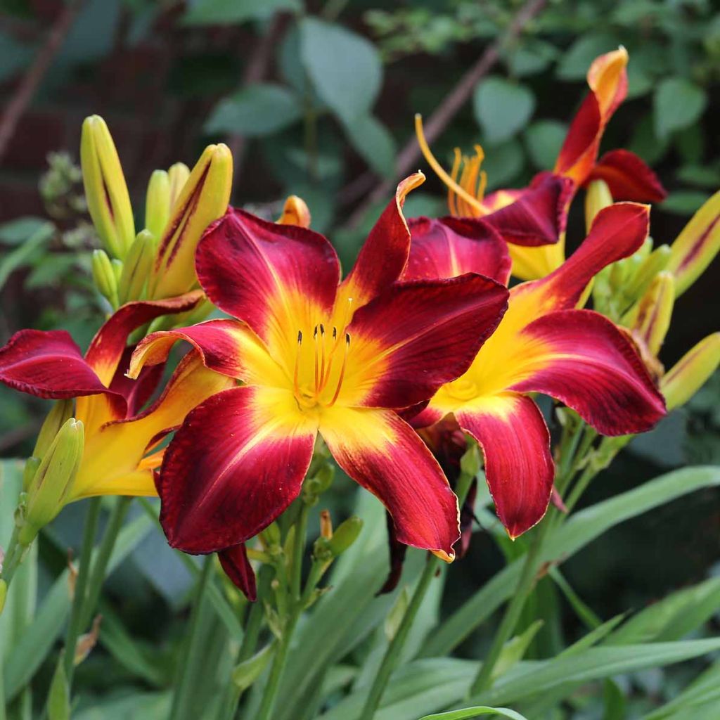 Hemerocallis Ruby Spider - Daylily