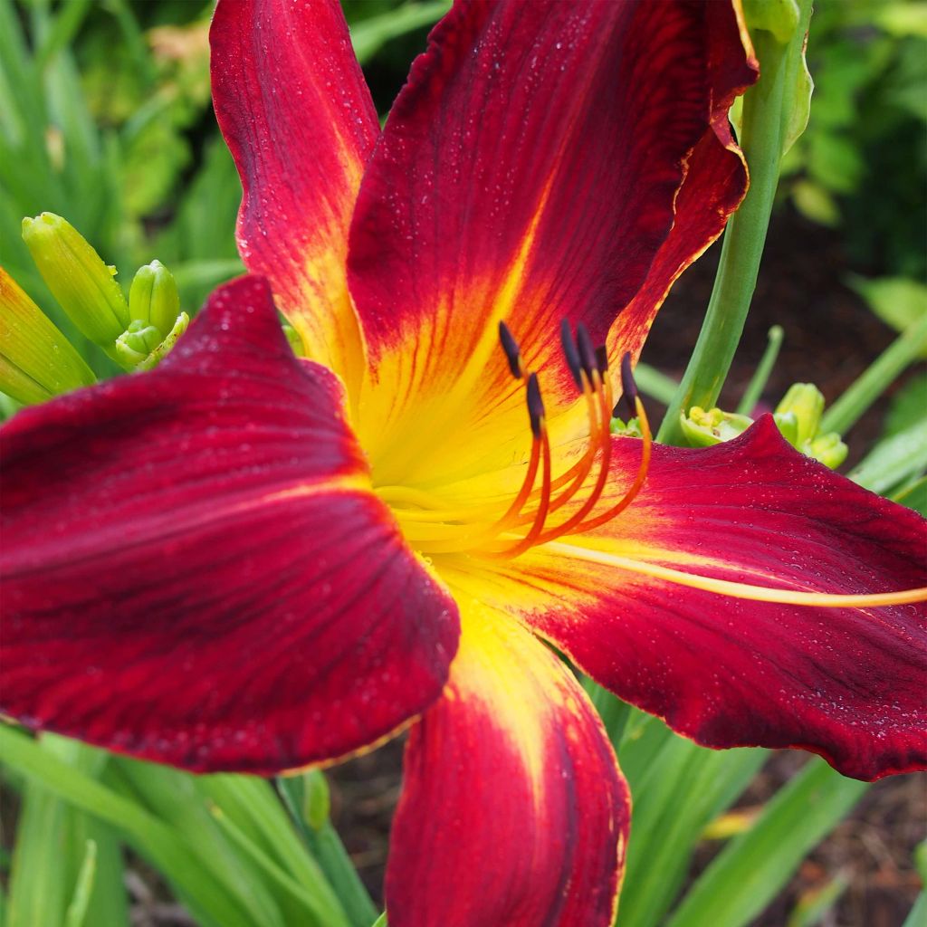 Hemerocallis Ruby Spider - Daylily