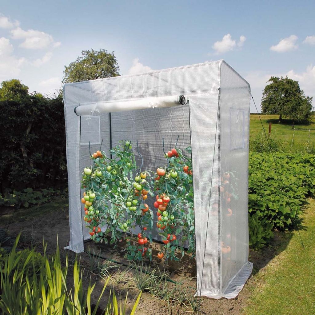 Covering for Roma Greenhouse for Tomatoes