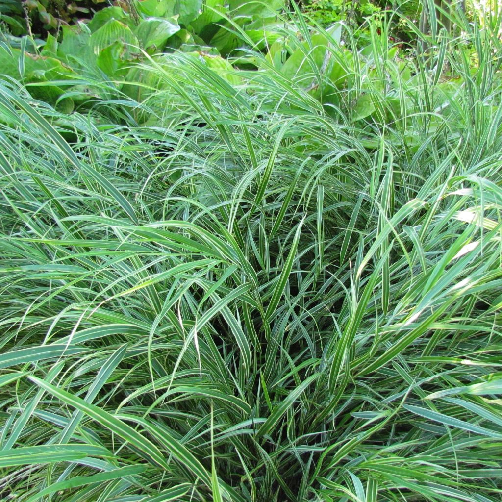 Hakonechloa macra Albostriata - Japanese Forest Grass