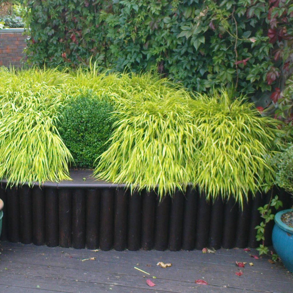 Hakonechloa macra All Gold - Japanese Forest Grass
