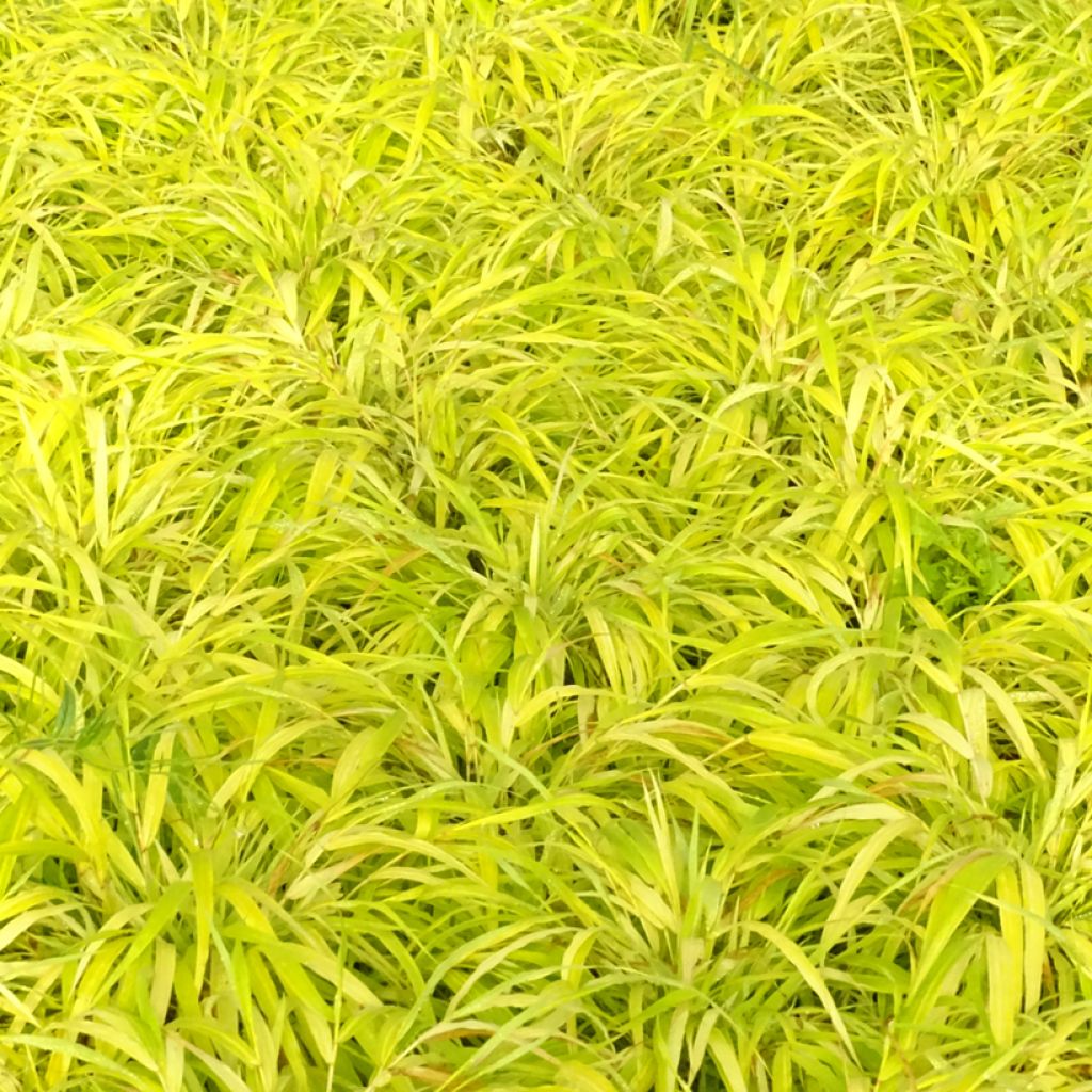 Hakonechloa macra Sunflare - Japanese Forest Grass