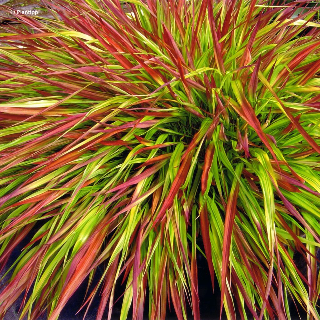 Hakonechloa macra Mulled Wine - Japanese forest grass