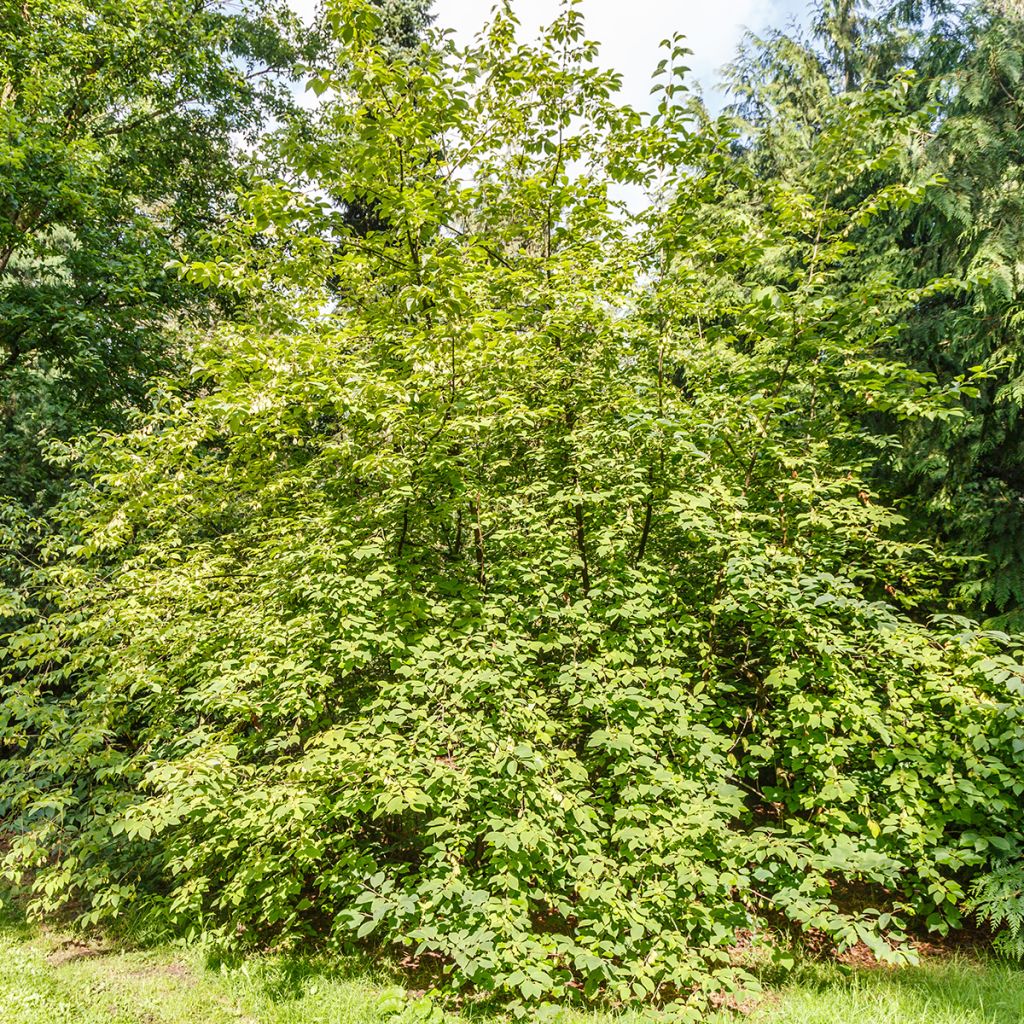 Halesia carolina var. monticola  
