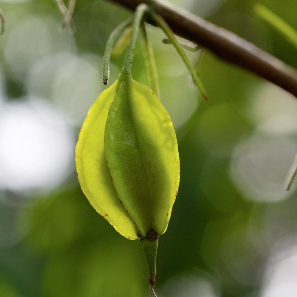 Halesia carolina var. monticola  