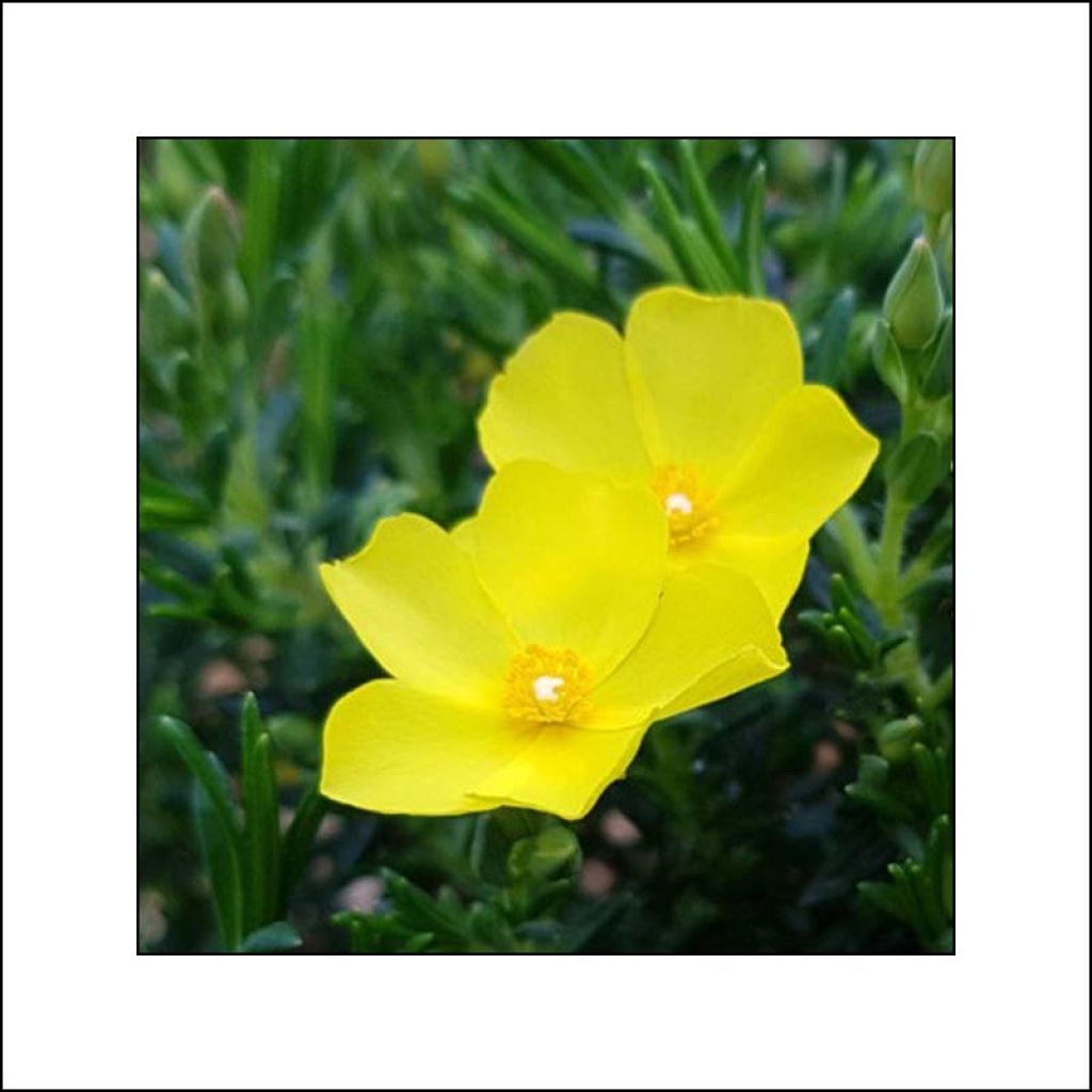 Halimium April Sun