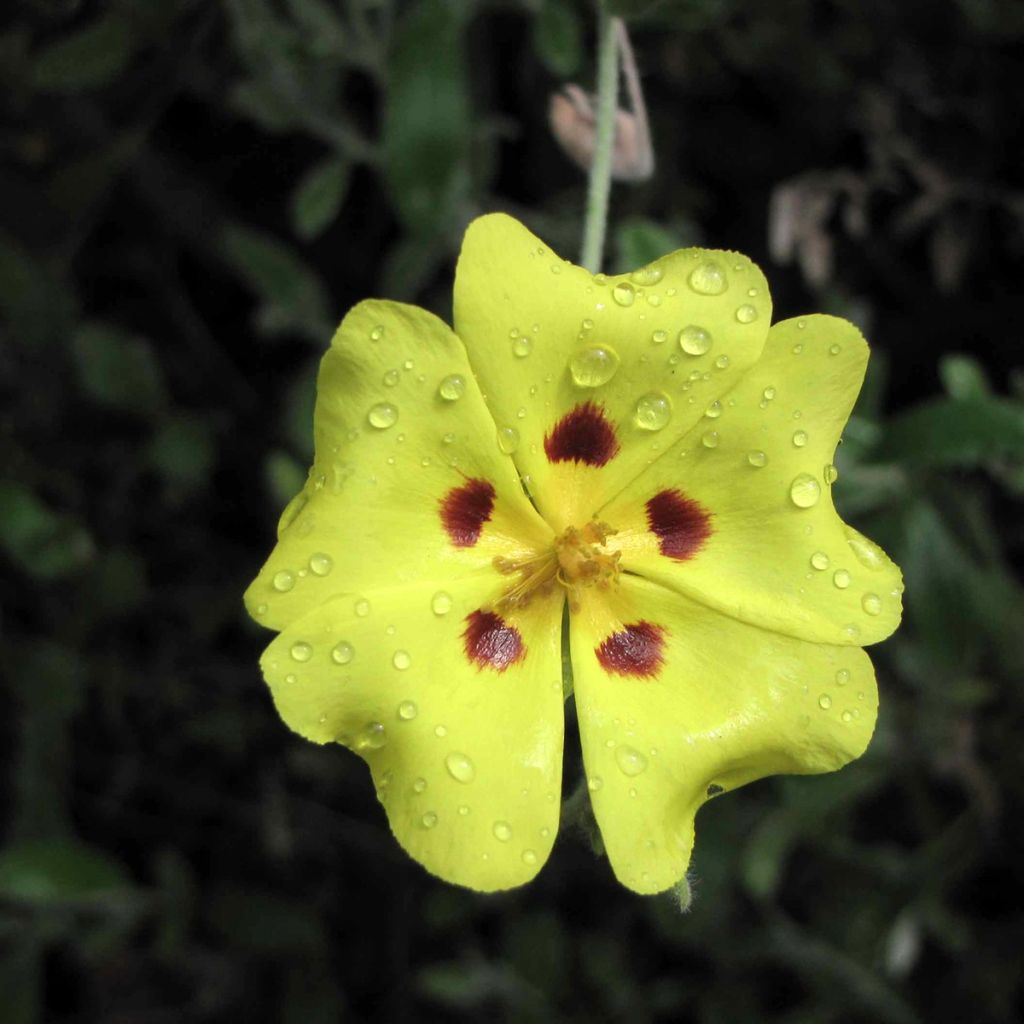 Halimium lasianthum subsp. Formosum