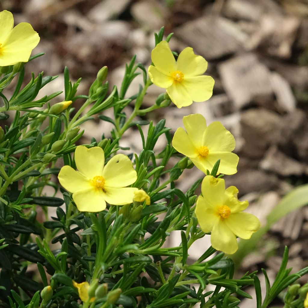 Halimium April Sun