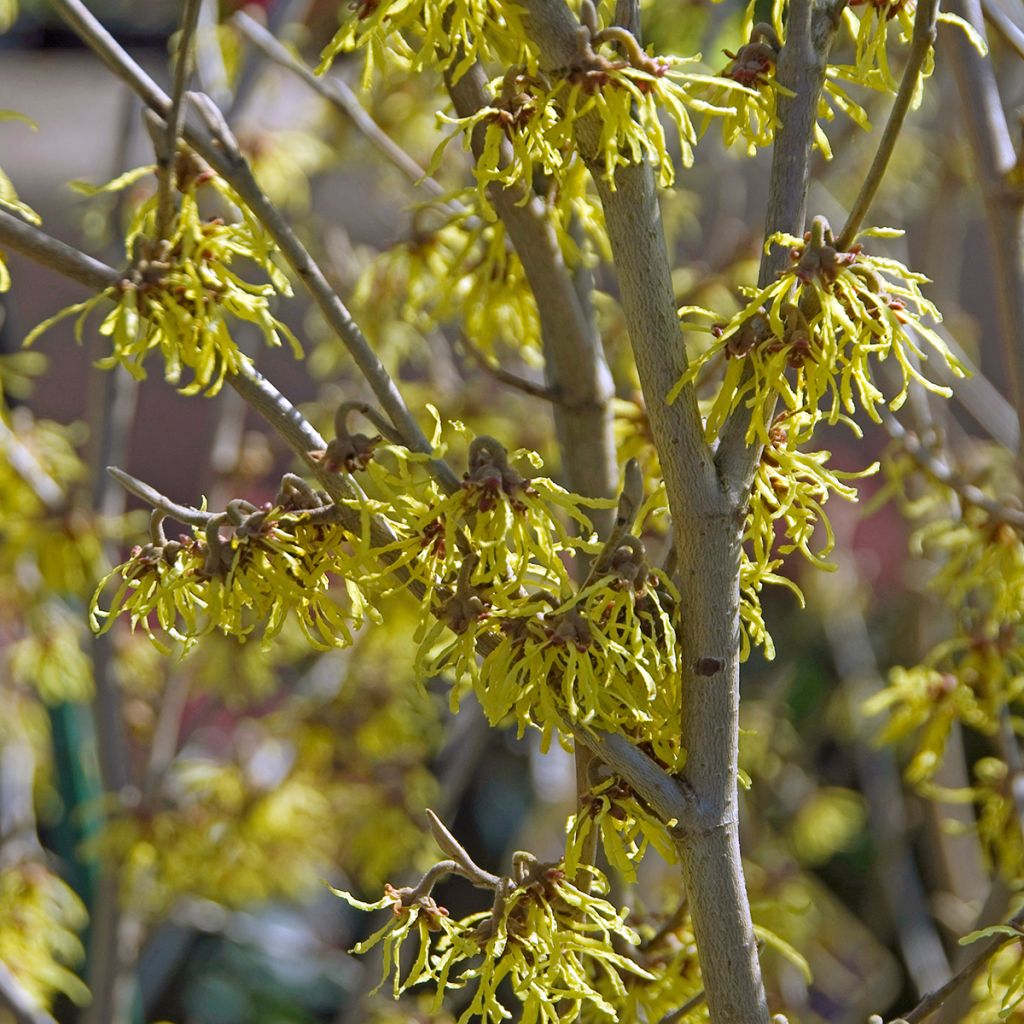 Hamamelis intermedia Arnold Promise - Witch Hazel