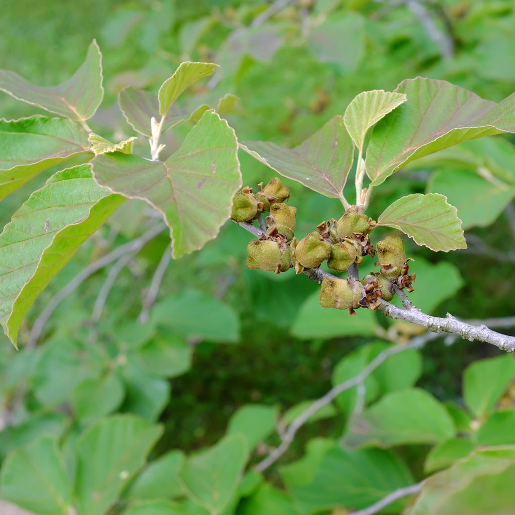 Hamamelis intermedia Diane - Witch Hazel