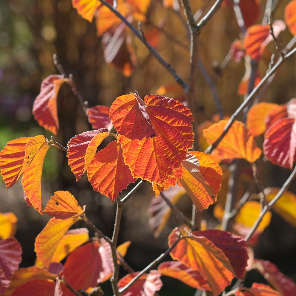 Hamamelis intermedia Ruby Glow - Witch Hazel