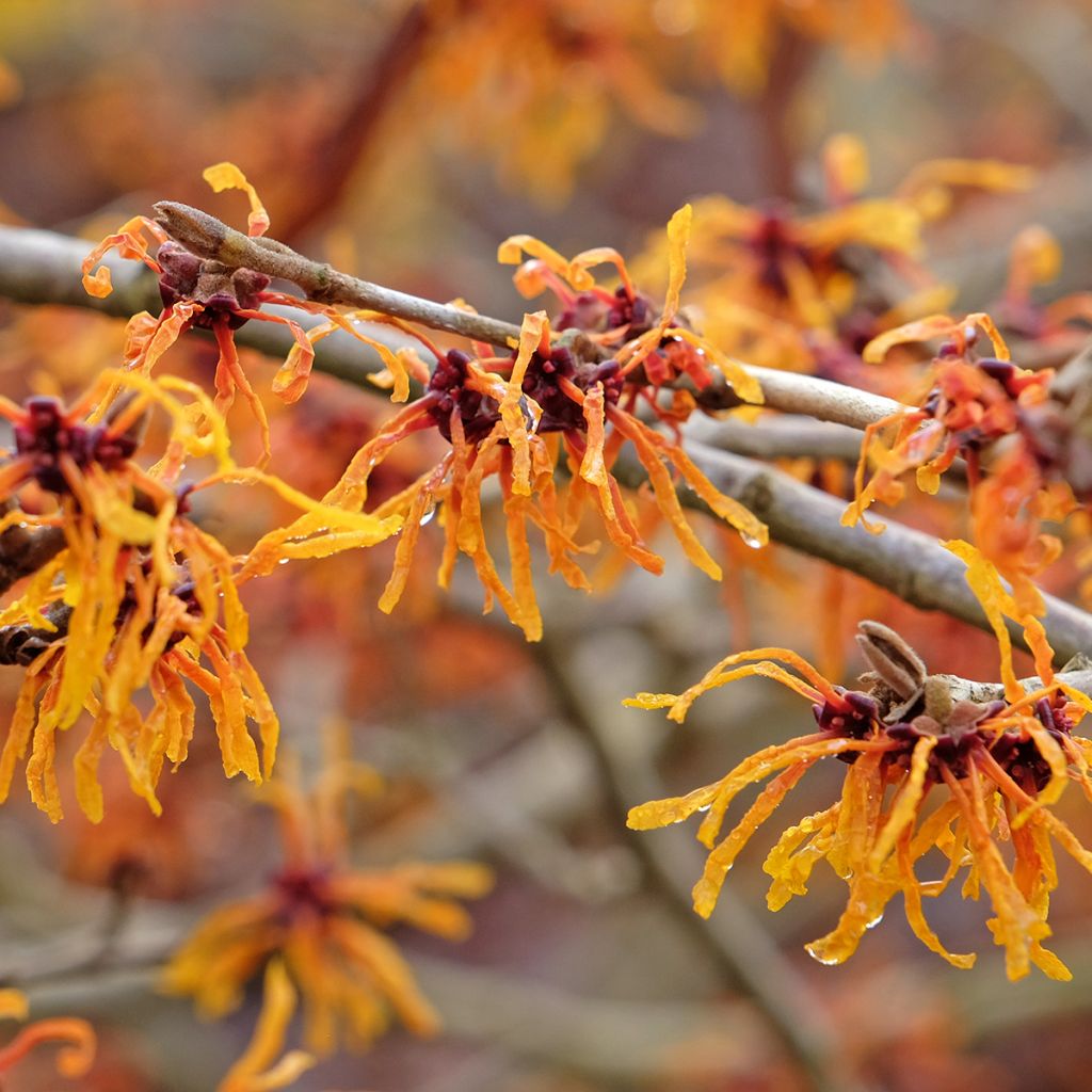 Hamamelis intermedia Aphrodite - Witch Hazel