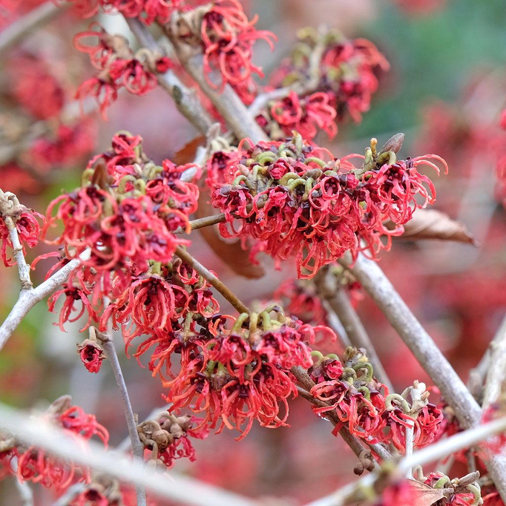Hamamelis intermedia Rubin