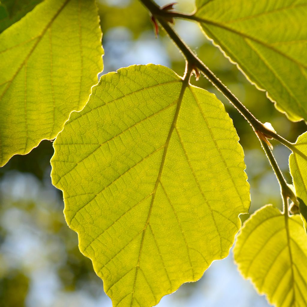 Hamamelis japonica Zuccariniana - Japanese witch hazel