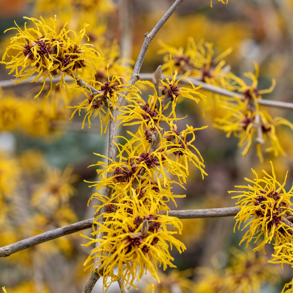 Hamamelis intermedia Barmstedt Gold